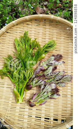 春季野菜芋頭的採摘 124898858