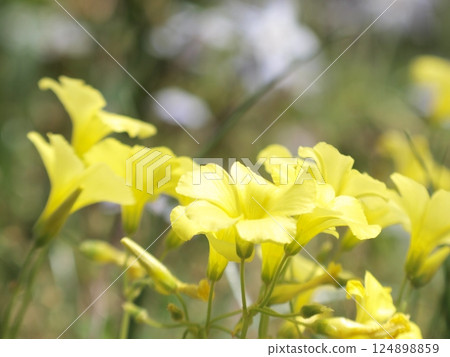 黃色oxalis花 黃色oxalis花 124898859