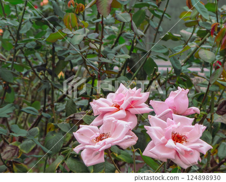 Maebashi Rose Garden Rose Flowers 2-146 Maebashi Rose Garden Rose Flowers 2-146 124898930