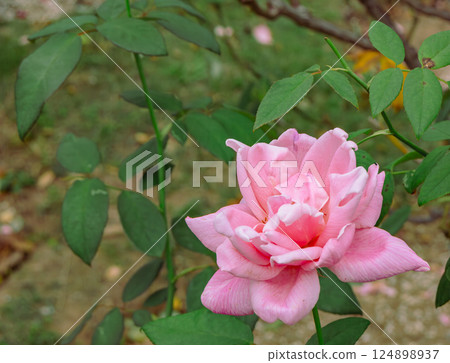 前橋玫瑰園玫瑰花 2-153 前橋玫瑰園玫瑰花 2-153 124898937