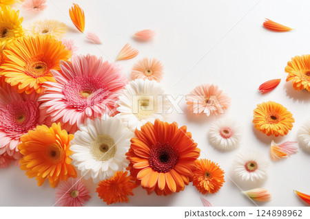 Colorful gerbera petals, white background Colorful gerbera petals, white background 124898962
