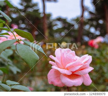 前橋玫瑰園玫瑰花 2-121 124898970