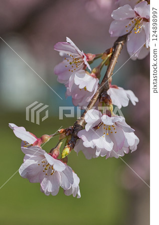 Sakura's season 124898997