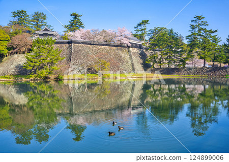 <Shimane Prefecture> Matsue Castle and moat in spring 124899006