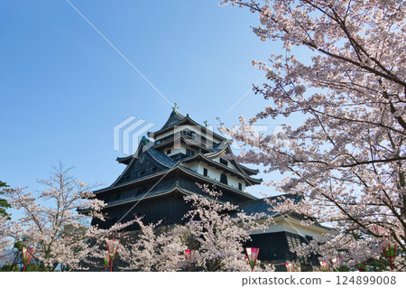 <Shimane Prefecture> Matsue Castle in spring: The castle tower surrounded by cherry blossoms 124899008