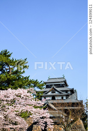 <Shimane Prefecture> Matsue Castle surrounded by cherry blossoms 124899011