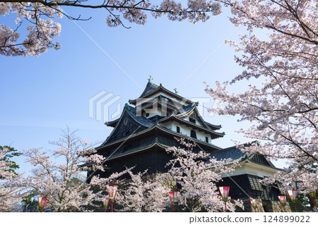 <Shimane Prefecture> Matsue Castle in spring: The castle tower surrounded by cherry blossoms 124899022
