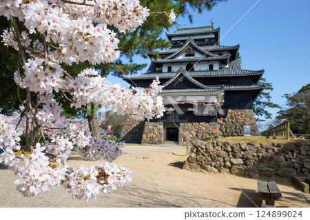 <Shimane Prefecture> Matsue Castle surrounded by cherry blossoms 124899024