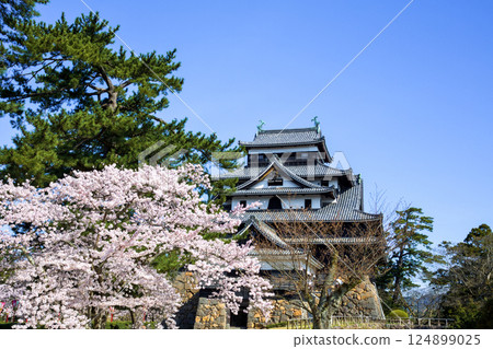 <Shimane Prefecture> Matsue Castle in spring: The castle tower surrounded by cherry blossoms 124899025