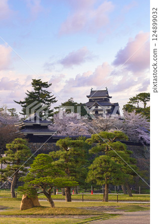 <Shimane Prefecture> Matsue Castle in spring, evening view, castle tower surrounded by cherry blossoms <Shimane Prefecture> Matsue Castle in spring, evening view, castle tower surrounded by cherry blossoms 124899032