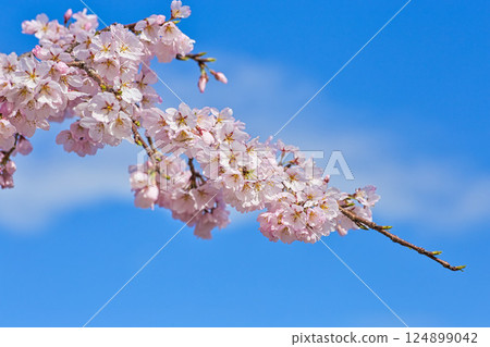 櫻花的季節 124899042