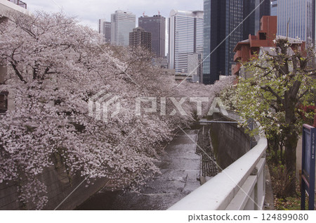 Cherry blossom trees on the Kanda River 124899080