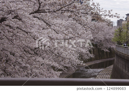 Cherry blossom trees on the Kanda River 124899083