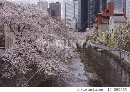 在神田河的櫻花樹 124899085