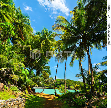 Palm trees along the coast of Saint Joseph Island, one of Salvation Islands in French Guiana, South America 124899088