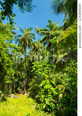 Lush palm trees on Saint Joseph Island, part of the Salvation Islands in French Guiana, South America 124899089