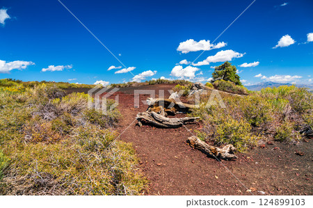 Dead tree on the Summit of Inferno Cone, Craters of the Moon National Monument in Idaho, United States 124899103