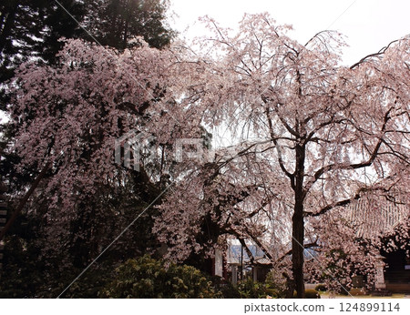 四月初盛開的金剛寺垂枝櫻花（1） 124899114