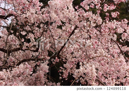 Weeping cherry blossoms at Kongoji Temple in full bloom in early April (4) Weeping cherry blossoms at Kongoji Temple in full bloom in early April (4) 124899118