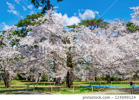 Saitama Prefecture, Saitama City, Omiya Park, Cherry blossoms in full bloom Saitama Prefecture, Saitama City, Omiya Park, Cherry blossoms in full bloom 124899124
