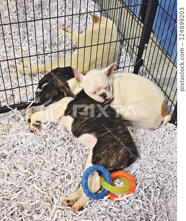 Exhibition of elite breed dogs for sale, closeup of photo 124899203