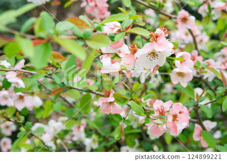盛開的鮮花盛開 124899221