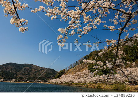 [Shiga Prefecture] Kaizu Osaki Lake Biwa and cherry blossoms in full bloom 124899226