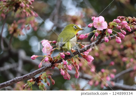 A scene of a Japanese white-eye perched on the branch of a Kawazu cherry tree with pink petals A scene of a Japanese white-eye perched on the branch of a Kawazu cherry tree with pink petals 124899334