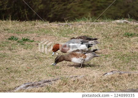 Two ducks walking on the dead winter grass 124899335