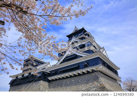 [熊本縣] 櫻花盛開與熊本城（天守閣、小天守閣） 124899380