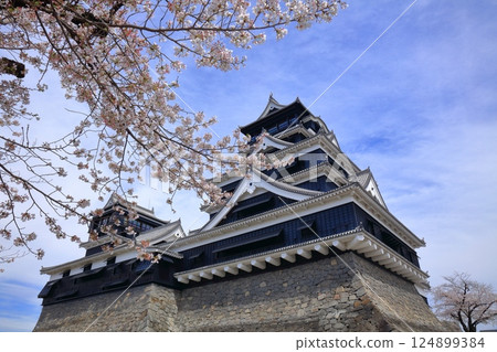 [Kumamoto Prefecture] Cherry blossoms in full bloom and Kumamoto Castle (main and small castle towers) 124899384