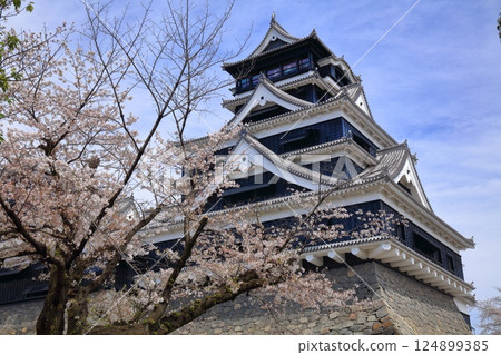 [Kumamoto Prefecture] Cherry blossoms in full bloom and the main tower of Kumamoto Castle 124899385