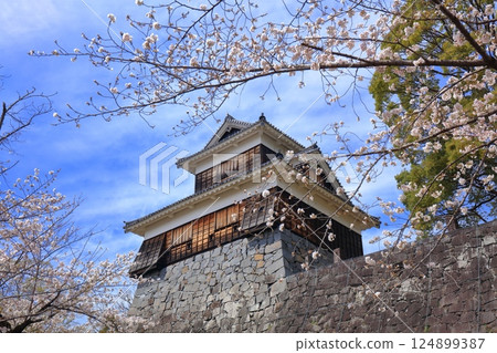 [Kumamoto Prefecture] Cherry blossoms in full bloom and the Mishin Tower of Kumamoto Castle 124899387