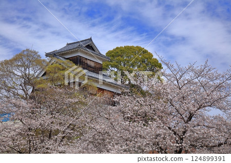 [Kumamoto Prefecture] Cherry blossoms in full bloom and the Mishin Tower of Kumamoto Castle 124899391