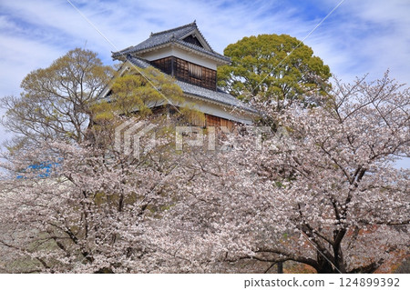[Kumamoto Prefecture] Cherry blossoms in full bloom and the Mishin Tower of Kumamoto Castle 124899392