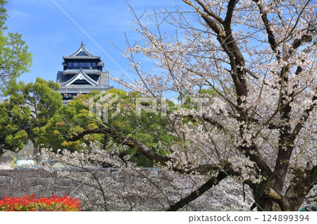 【熊本縣】櫻花盛開與熊本城天守閣 【熊本縣】櫻花盛開與熊本城天守閣 124899394