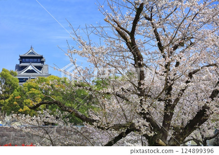 [Kumamoto Prefecture] Cherry blossoms in full bloom and the main tower of Kumamoto Castle 124899396