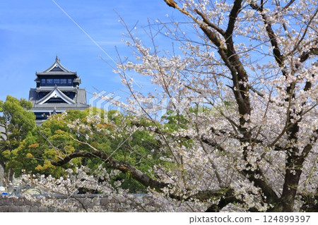 【熊本縣】櫻花盛開與熊本城天守閣 124899397