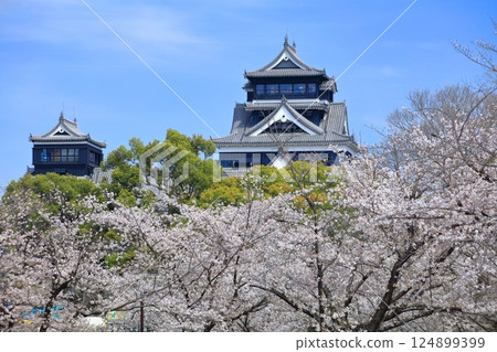 [Kumamoto Prefecture] Cherry blossoms in full bloom and Kumamoto Castle (main and small castle towers) 124899399