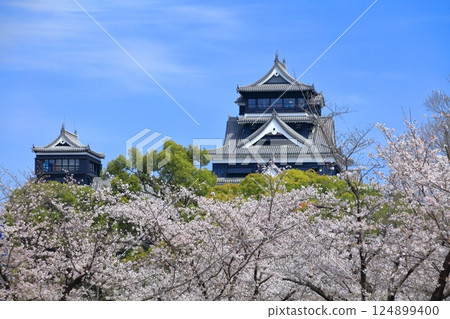[Kumamoto Prefecture] Cherry blossoms in full bloom and Kumamoto Castle (main and small castle towers) 124899400