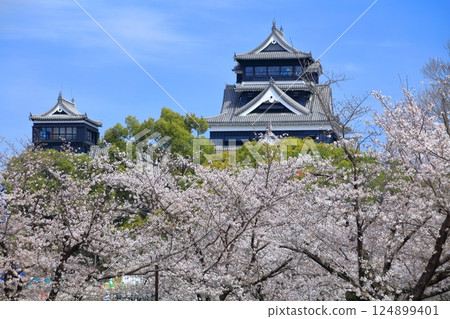 [Kumamoto Prefecture] Cherry blossoms in full bloom and Kumamoto Castle (main and small castle towers) 124899401