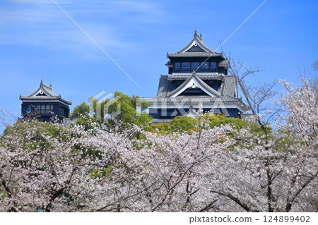[熊本縣] 櫻花盛開與熊本城（天守閣、小天守閣） 124899402