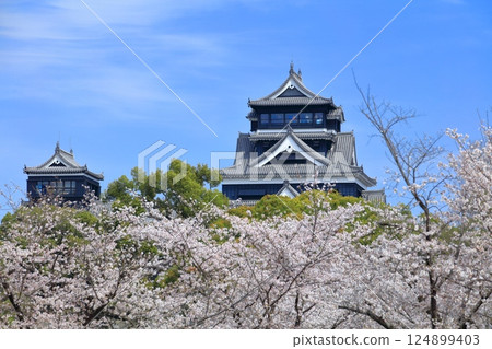 [熊本縣] 櫻花盛開與熊本城（天守閣、小天守閣） 124899403