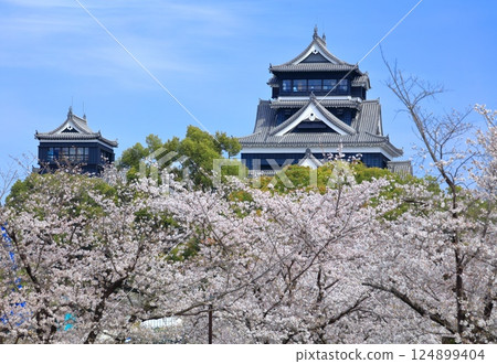 [Kumamoto Prefecture] Cherry blossoms in full bloom and Kumamoto Castle (main and small castle towers) 124899404