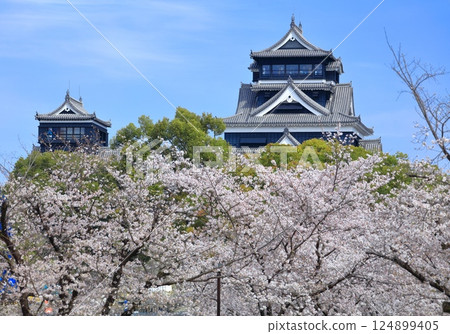 [Kumamoto Prefecture] Cherry blossoms in full bloom and Kumamoto Castle (main and small castle towers) 124899405