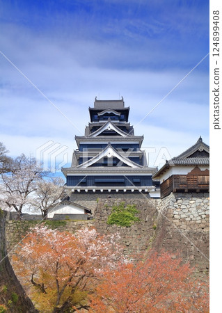[Kumamoto Prefecture] Cherry blossoms in full bloom and Kumamoto Castle (the main tower and Honmaru Palace) 124899408