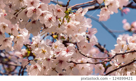 Somei-Yoshino cherry blossoms - 2 Somei-Yoshino cherry blossoms - 2 124899421