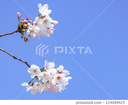Somei-Yoshino cherry blossoms - 6 124899425