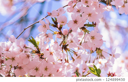 Somei-Yoshino cherry blossoms - 11 Somei-Yoshino cherry blossoms - 11 124899430