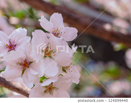 Somei-Yoshino cherry blossoms - 21 Somei-Yoshino cherry blossoms - 21 124899440